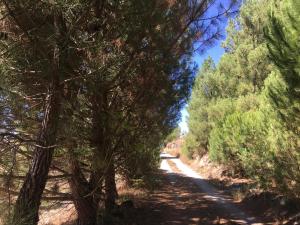 uma estrada de terra através de uma floresta de árvores em Quinta da Marialva em Mangualde