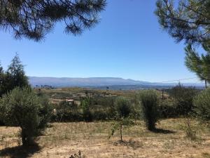 uma vista para um campo de oliveiras em Quinta da Marialva em Mangualde
