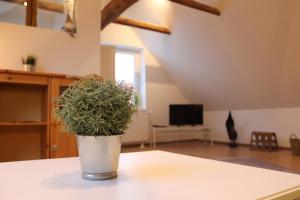 a potted plant sitting on a table in a living room at Ferienhof Drei Linden in Börßum