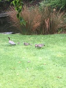 un grupo de patos parados en la hierba en Hilltop, en Stirling