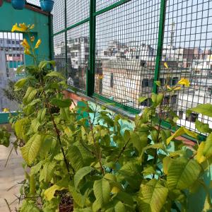 une plante verte devant une clôture dans l'établissement Tara Guest House, à Varanasi