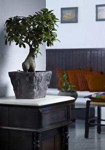 a potted plant sitting on a table in a living room at Victoria Hotel in Agios Nikolaos