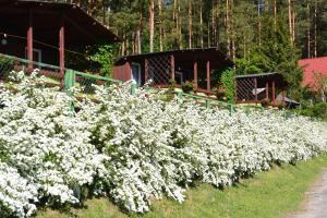 een veld met witte bloemen voor een huis bij Letnisko Zalesie in Rentyny