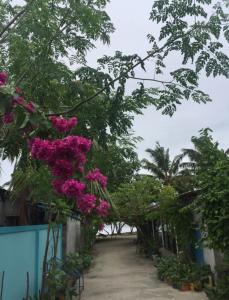 Aed väljaspool majutusasutust Ocean Way Guraidhoo