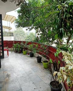 a row of potted plants on a patio at The Desire Hostel in New Delhi