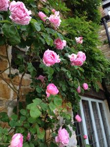 een bos roze rozen die groeien aan de zijkant van een gebouw bij Hewletts Mill in Castle Cary