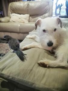 a dog laying on a couch next to a bird at Eden Cottage in White River