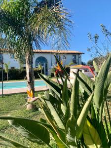 a palm tree in front of a house at Aranceto Hotel Agriturismo in Arenella