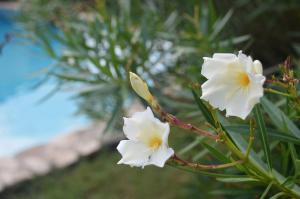 Fotografie z fotogalerie ubytování Masoveria la Roca v destinaci Sagás