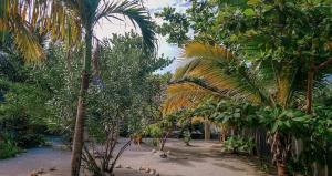 a group of palm trees in a forest of trees at The Tranquila Caye- Gold Standard Certified in Caye Caulker