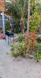 a garden with a bench and a palm tree and plants at The Tranquila Caye- Gold Standard Certified in Caye Caulker