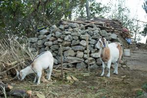 Fotografie z fotogalerie ubytování The Lapsi Tree v destinaci Nagarkot