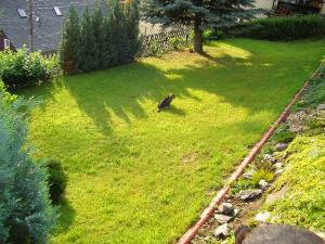a cat walking in the grass in a yard at Ferienwohnung Neubert in Breitenbrunn