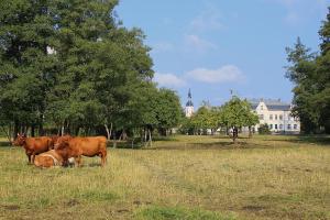 a group of cows standing in a field at Spree Chalet - adults only in Lübbenau