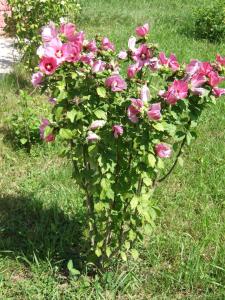 Zahrada ubytování Hibiszkusz Haz