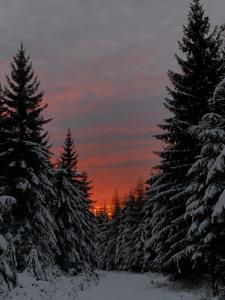 a row of snow covered trees with a sunset in the background at chata Karolínka in Benecko