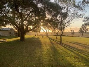 a group of trees in a field with the sunset at Pleasant Hill BnB in Mount Gambier