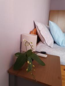 a table with a plant on it next to a bed at Malavi Square top center apartment! Comfort&clean! in Ruse