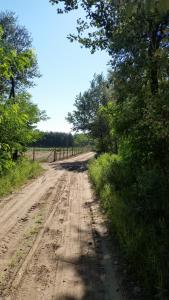 a dirt road with trees on the side of it at Lazy Days in Debrecen