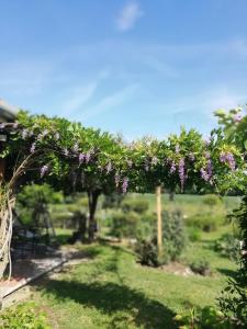 a garden with purple flowers on a pergola at Lazy Days in Debrecen