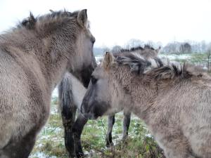 Tiere in der Pension oder in der Nähe