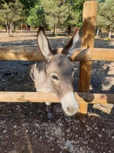 a donkey is looking through a wooden fence at Suite Nid d'Amour et Spa privatif in Vogüé