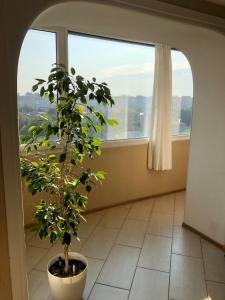 eine Topfpflanze in einem Zimmer mit Fenster in der Unterkunft Cozy and comfortable apartment in Tscherkassy