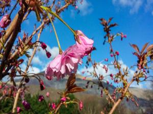 a pink flower is hanging from a tree at Padarn Hotel in Llanberis