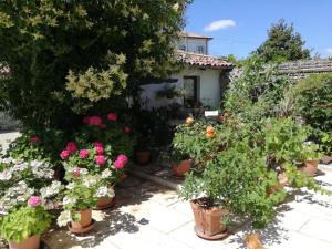 un giardino con fiori in vasi di fronte a una casa di B&B LE ORTENSIE a Castagnole