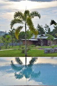 クアにあるVilla Kelapa Langkawiの椰子の木