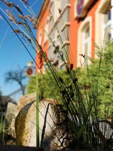 Zahrada ubytování Jägerhof Putzkau
