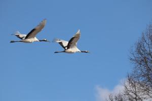 Dois gansos voando no céu azul em Tsukushi Village em Tsurui