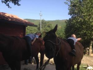 Attività di equitazione presso la villa o nelle vicinanze
