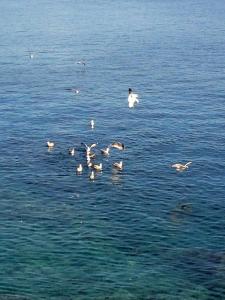 a flock of seagulls swimming in the water at Apartmani Val in Pula