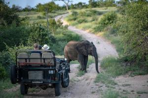 Duas pessoas num jipe a ver um elefante a descer uma estrada de terra. em Simbavati Hilltop Lodge em Timbavati Game Reserve