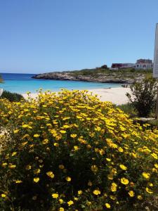 a field of yellow flowers on the beach at Appartamento Guitgia in Lampedusa