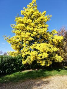 un arbre avec des fleurs jaunes dans une cour dans l'établissement La haye Georget, à Feneu