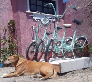 un perro tirado en el suelo junto a dos bicicletas en Belarmina posada del mar., en Aguas Dulces