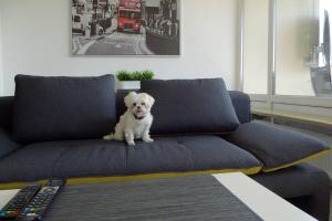 a white dog sitting on top of a couch at Modernes Apartment Duisburg in Duisburg