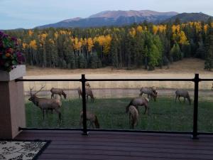 Gallery image of Boarding @ Lazy D Ranch in Divide