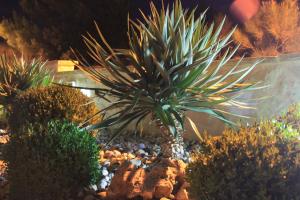 a plant sitting on top of rocks in a garden at Villa Srima in Vodice
