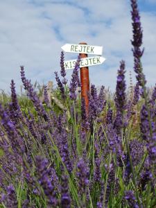 a sign in the middle of a field of lavender at Rejtek Vendégház in Lispeszentadorján