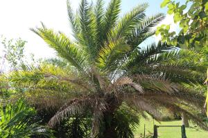 a palm tree in the middle of a park at Les Z’Alizés in Le Moule