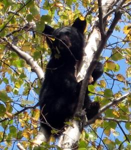 un oso negro está sentado en una rama de árbol en High Falls Motel & Cabins en Wawa