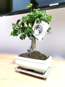 a small bonsai tree sitting on a table at Pisco Home in Milan