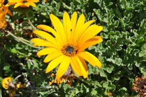 a yellow flower with a bug on top of it at Vivenda Familia Pedro in Vila do Bispo