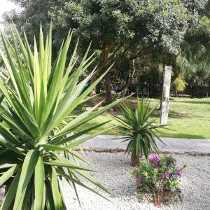 two palm trees in a park with flowers at Nexo Surf House in El Palmar