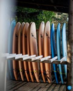 a row of surfboards lined up next to each other at Nexo Surf House in El Palmar