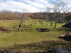 Zahrada ubytování Apartments Renata - Brseč