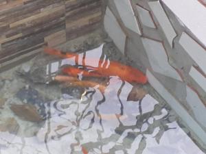 Loomad apartemendi aladel või selle läheduses